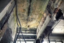 Environmental Consulting for Mold Prevention in Catahoula, LA